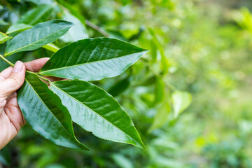 Female hand holding Assam tea leaves over blurred tea garden background, organic tea farming in north of Thailand, healthy old tea leaf