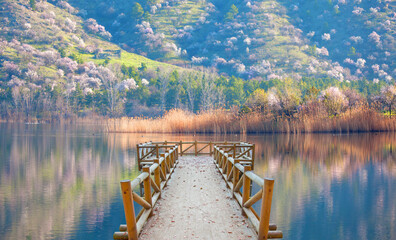 Beautiful serene reed in the sunlight with old wooden pier - Eymir Lake , Ankara, Turkey