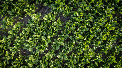 Obraz premium Aerial view drone shot Close-up of green kale crops on field, top view. Backdrop of crops of kale field. High quality photo