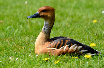 Closeup Fulvous Whistling Duck or fulvous tree duck (Dendrocygna bicolor) lying on grass and seen...