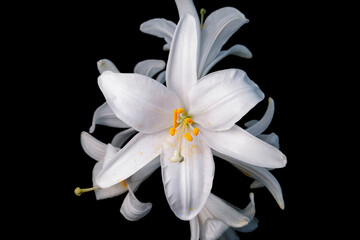 White lily on a black background, studio light. Isolated on black