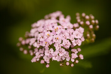Pink flowers yarrow ordinary on blurred background
