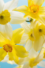 White and yellow daffodils on a blue background. Flower with orange center. Spring flowers. A simple daffodil bud. Narcissus bouquet. Floral concept.