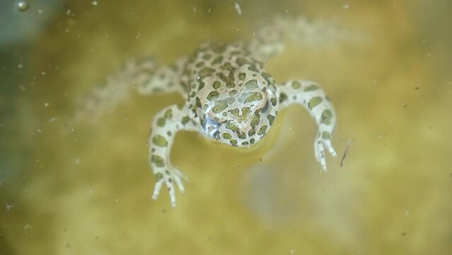 The spotted frog lies on the surface of the water in its natural habitat. High quality 4k footage
