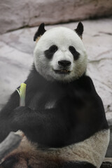 Obraz premium Giant panda bear ( Ailuropoda melanoleuca) eating bamboo