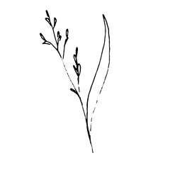 Fototapeta premium Illustration of a plant. Sketch of the foliage. Hand-drawn line flower