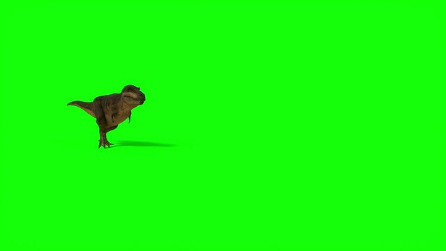 T Rex Tyrannosaurus dinosaur, ceratops walking on green screen background. The Jurassic Period, Mesozoic era. 3d rendering