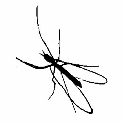 Illustration of an insect. Sketch of a flying bug. Hand-drawn line 