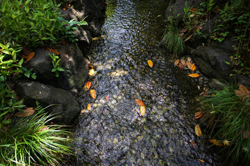 A small river flowing with autumn leaves in the mountains