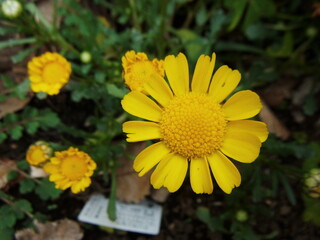 小さなひまわりのような黄色い花