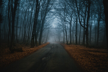 road in the woods leading into the fog