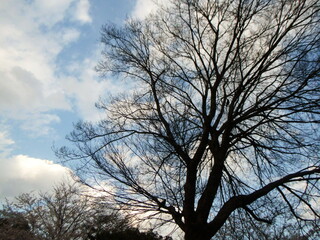青空を背景にした満開に咲く桜の木