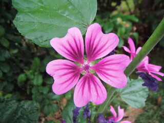 間近で撮影したゼニアオイの花