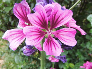 Obraz premium 間近で撮影したゼニアオイの花