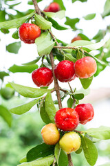 Obraz premium Acerola cherry on tree