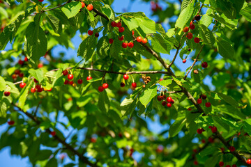 Reife Kirschen auf einem Baum