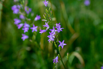 Close up Wiesenglockenblume alse Nahaufnahme, Campanula patula.