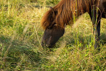 Braunes Pferd mit wilder Mähne, die auf einer Graswiese weidet.