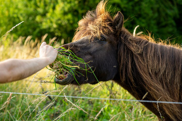 Pferd frisst, wenn der Wind die Mähne hebt