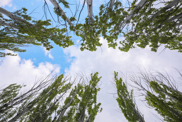 Trees and mostly cloudy sky