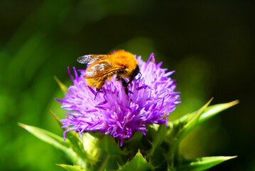 Le bourdon et le chardon