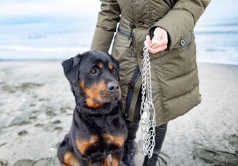 Woman holding and putting on collar for rottweiler dog in cold weather - obrazy, fototapety, plakaty