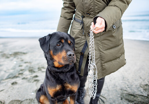 Woman holding and putting on collar for rottweiler dog in cold weather