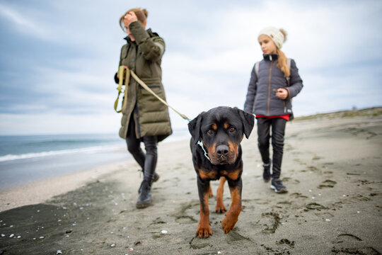 Mom and girl walk on the beach with a Rottweiler dog in cold weather