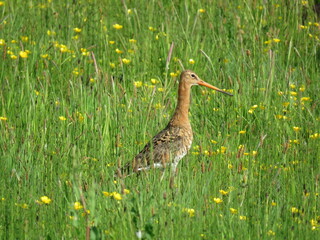 bird in the grass