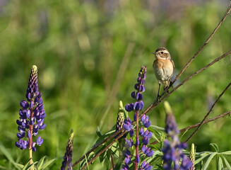 Environment and beautiful birds