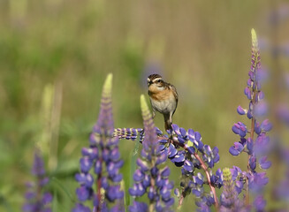 Environment and beautiful birds