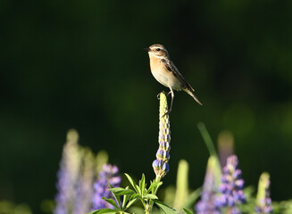 Environment and beautiful birds