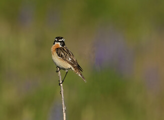 Environment and beautiful birds