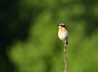 Environment and beautiful birds