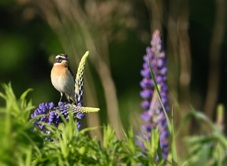 Environment and beautiful birds