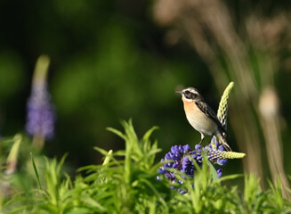 Environment and beautiful birds