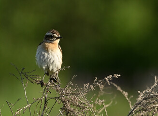 Environment and beautiful birds