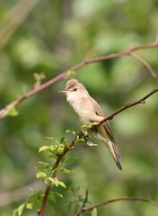 Environment and beautiful birds