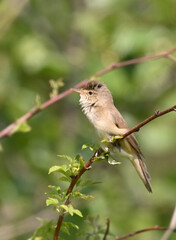 Environment and beautiful birds