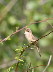 Environment and beautiful birds