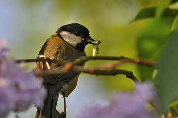 Environment and beautiful birds