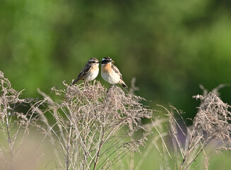 Environment and beautiful birds