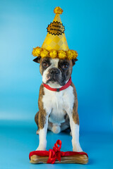 funny Boston terrier wishes happy birthday, in a festive hat and with a bone