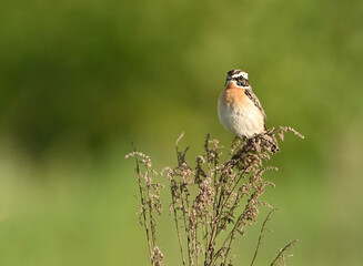 Environment and beautiful birds