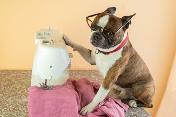 funny Boston terrier sewing clothes on a sewing machine