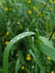 dew on grass