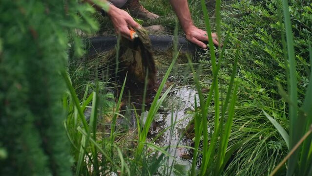 unrecognizable man is cleaning with his hands a garden pond from tina and mud, with a fitness bracelet on the hand