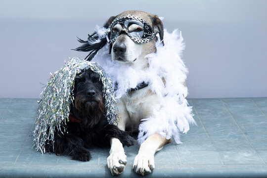 Funny Big Yellow And Small Black Dog In Carnival Venetian Masks E Boa