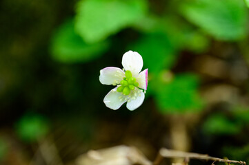 ニリンソウ, 霊仙山, 山野草,花, 植える, 自然, 葉, 薄紫,紫, 白, 咲く, 植物, 全盛期, アップ, ガーデニング, 草, ５月, 春, 登山, 滋賀県, 米原市, トレッキング