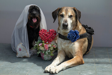  Wedding photography of dogs  , the groom is a yellow mongrel big dog and the bride  is a small schnauzer. Dogs are like people, a comic photo